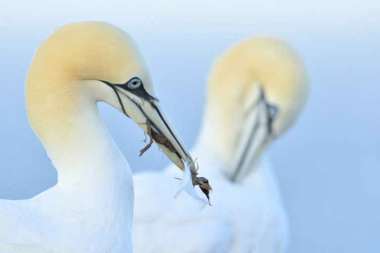 Lezing Natuurfotografie door Loulou Beavers — lezing in Veenendaal